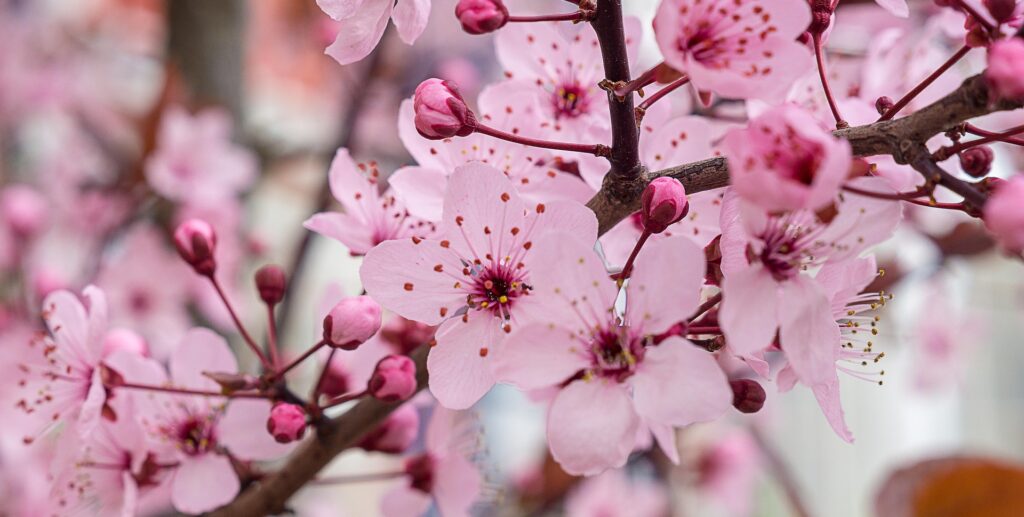 Cherry Blossom 4087000 1920
